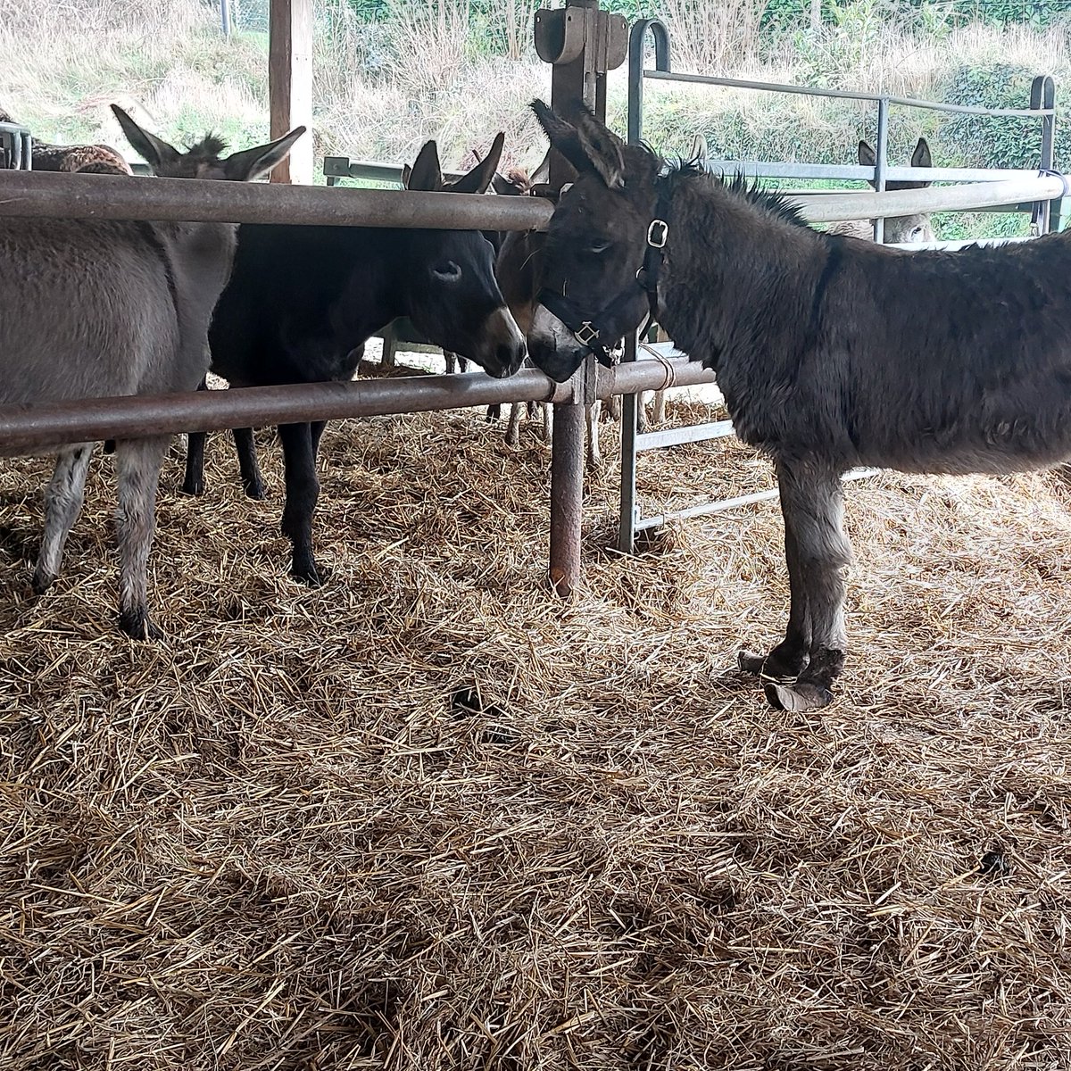 Fondation Brigitte Bardot tweet media