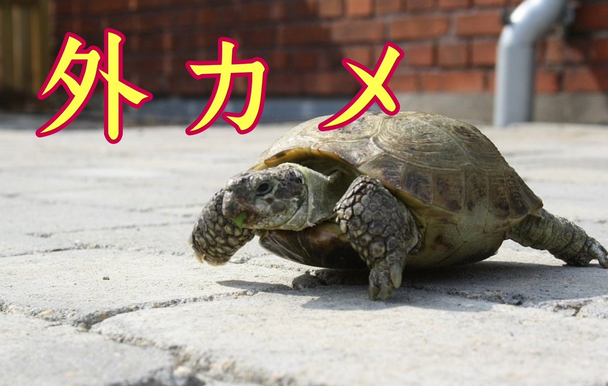 わらび☆もち＠┌(_д_┌)┐ﾖｯｺﾗｾ tweet media