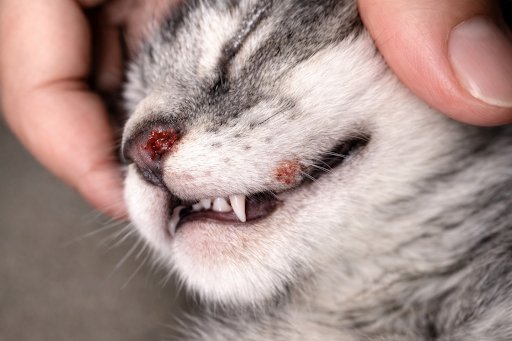 Michel_Telles's tweet image. Estudo científico aponta técnica revolucionária para tratamento da esporotricose em gatos, com cura mais rápida e de menor custo! #pet #gato #cat #gatos #felinos #bbb26 #melhordatarde #atardeésua #vet  faroldabahia.com.br/noticia/estudo…