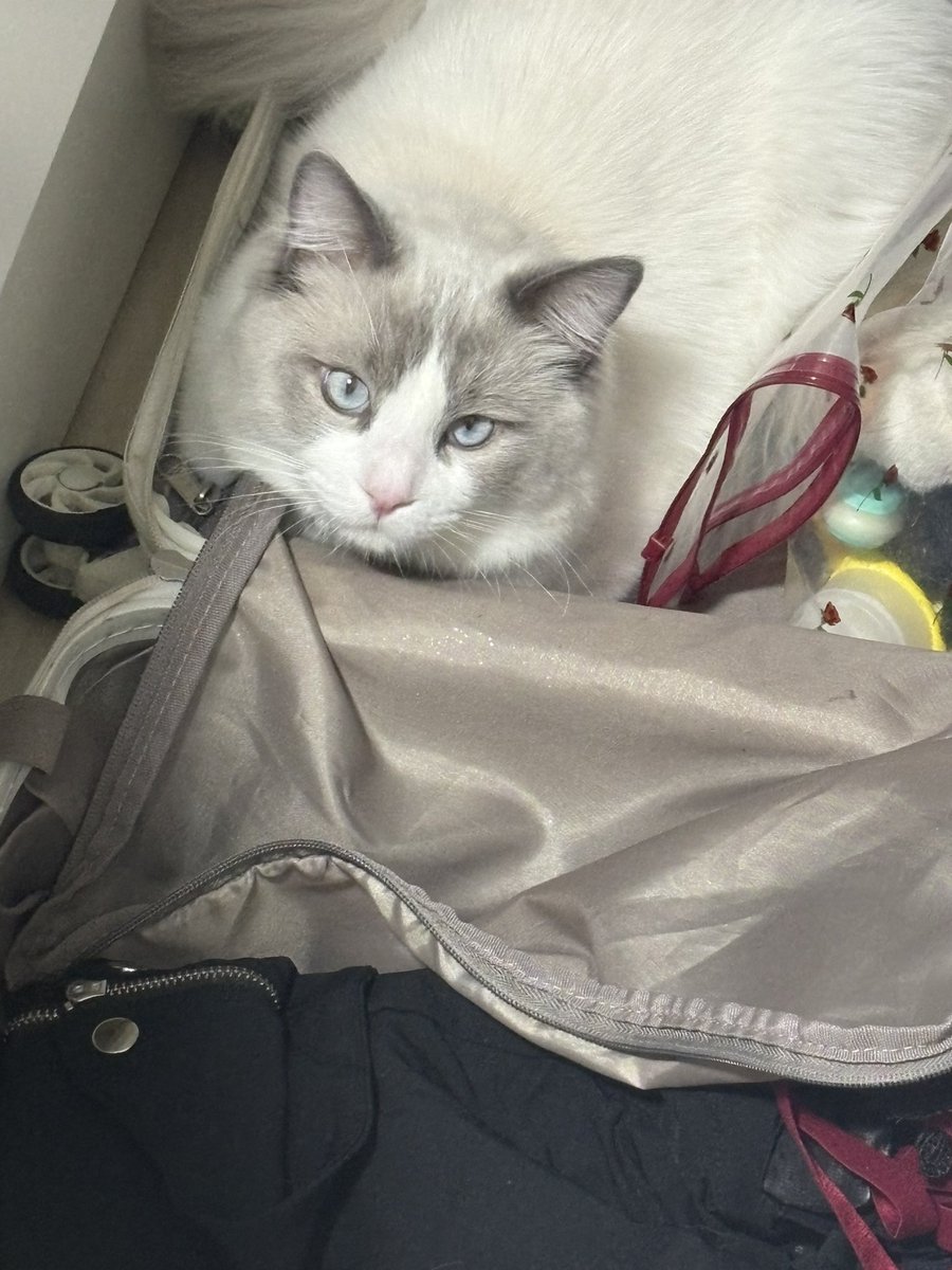 ₹˝ｬʓ卒業したい。 tweet media