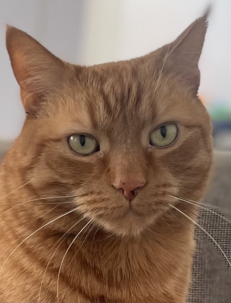 Afternoon chums!              
🎈Today is my forever home birthday! 🎈 
🏡 9️⃣ years!  🎉 
But… human has gone away tonight to a hotel for ‘work’ 😿
He said I’ll get treats tomorrow… 
JacK 🐾🐾
#CatsOfTwitter
#CatsOfX