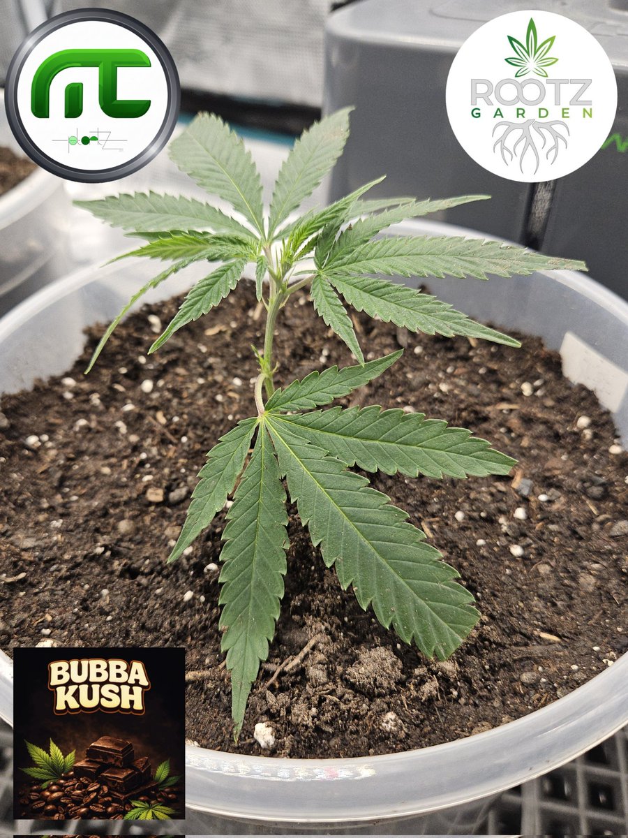 mc_plantz's tweet image. Der zweite Steckling von rootz.at:
Bubba Kush von Humboldt Seed Organization 

#cannabis #weed #growyouown #ganjafarmer #ganja #420life #420community #bubba #kush #bubbakush #humboldtseed