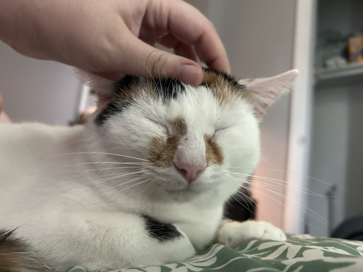 monkey & zoe ❤️ oreo 🌈 tweet media