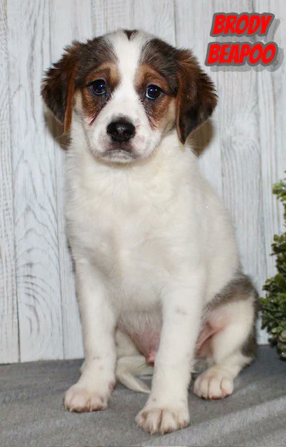 spoiledpetsrus1's tweet photo. At Spoiled Pets R Us, our adorable, happy, and healthy puppies are looking for loving families to call their own!
 🐶💖 Each little one is full of personality, cuddles, and playful energy—ready to bring endless joy into your life.

Call Today! (330) 834-8545 https://t.co/tHZ2PPjq13