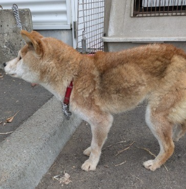 #北海道  河西郡  中札内村  元大正基線32号  付近4/10保護 
#柴犬 風 ♀️ 柴系雑種  赤い首輪  #迷子犬 #迷い犬  
更別村  芽室町  帯広市  飼い主さんに届きます様に🙏
中札内村公式IG instagram.com/nakasatsunai_v… より