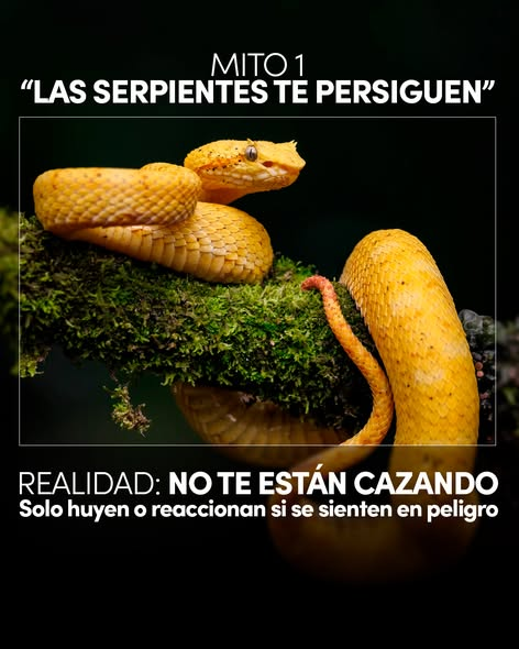 MunicipioTRC's tweet image. #BIODIVERSA 🌿
Ep. 4 Las serpientes 🐍
Desliza para conocer los mitos más comunes y la realidad detrás de estas guardianas de la naturaleza. ➡️
📺 Hoy | 10:00 AM | Canal 28