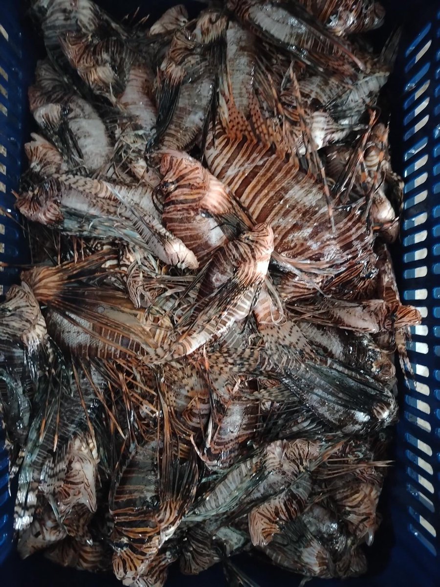 Diario Critica.Pa tweet media