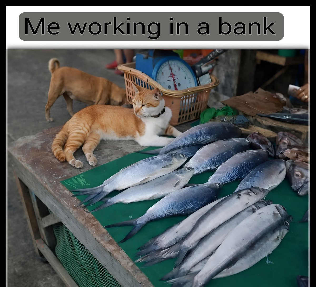 shouq_al90149's tweet image. How would you feel in such situation?🥹🥹