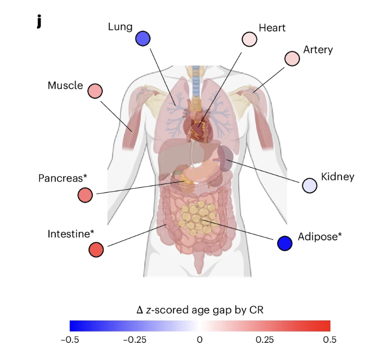 David Sinclair tweet media