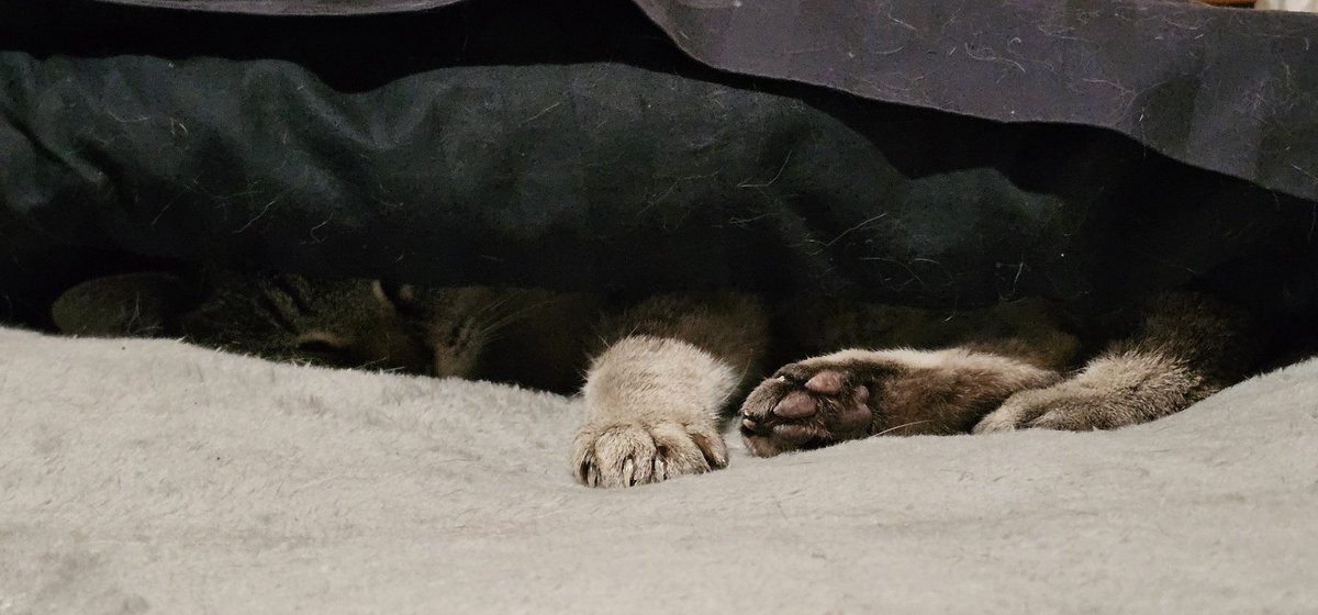 EvelDick tweet media