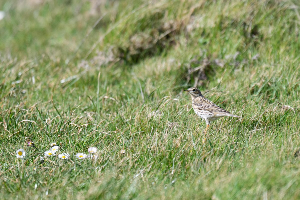 UndeadBird tweet media