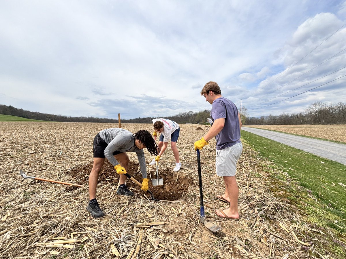 Bucknell_FB's tweet image. Putting in work! 🪏🪏🪏 Here are some of our student-athletes pre-digging holes for tree planting at Dale’s Ridge for the Merrill Linn Land and Waterways Conservancy today! #rayBucknell #ThunderOn