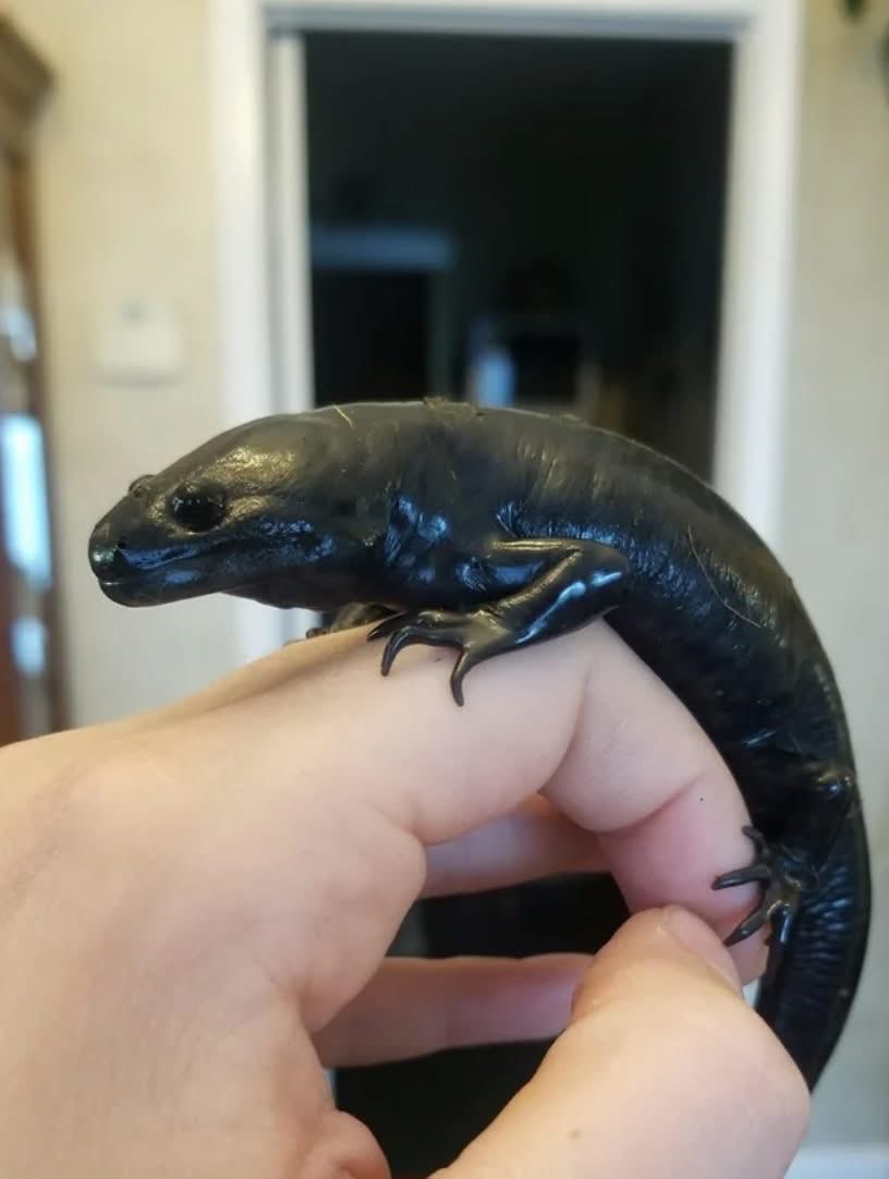 充满自信的首席经济学家 tweet media