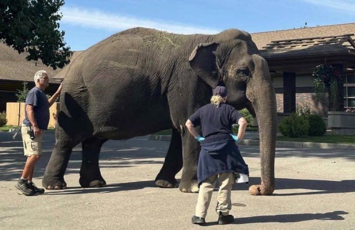 Cosmicbrigade's tweet image. While 2 of the 3 reports in 2022 concluded that Lucy should be moved to sanctuary, #YegZoo decided to go with the 3rd report that claims she should stay at the zoo.
Once again🇨🇦puts cruelty over kindness
@MarkJCarney as a banker why is #YEG allowed to waste $ on a loss making zoo