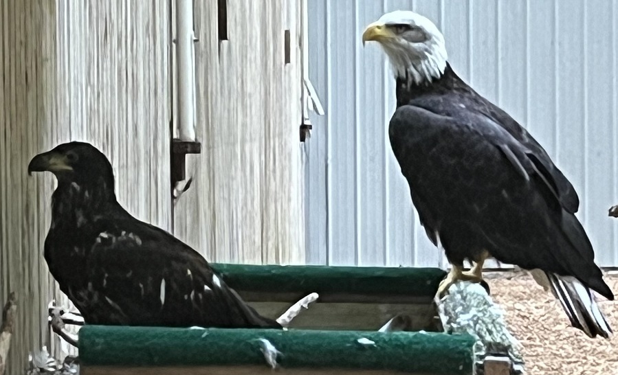 World Bird Sanctuary tweet media