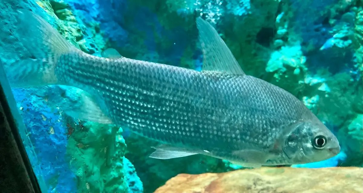 Nicolás. tweet media