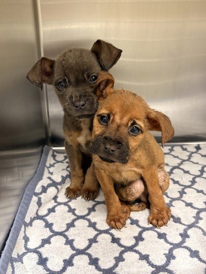 Memphis Humane Society tweet media