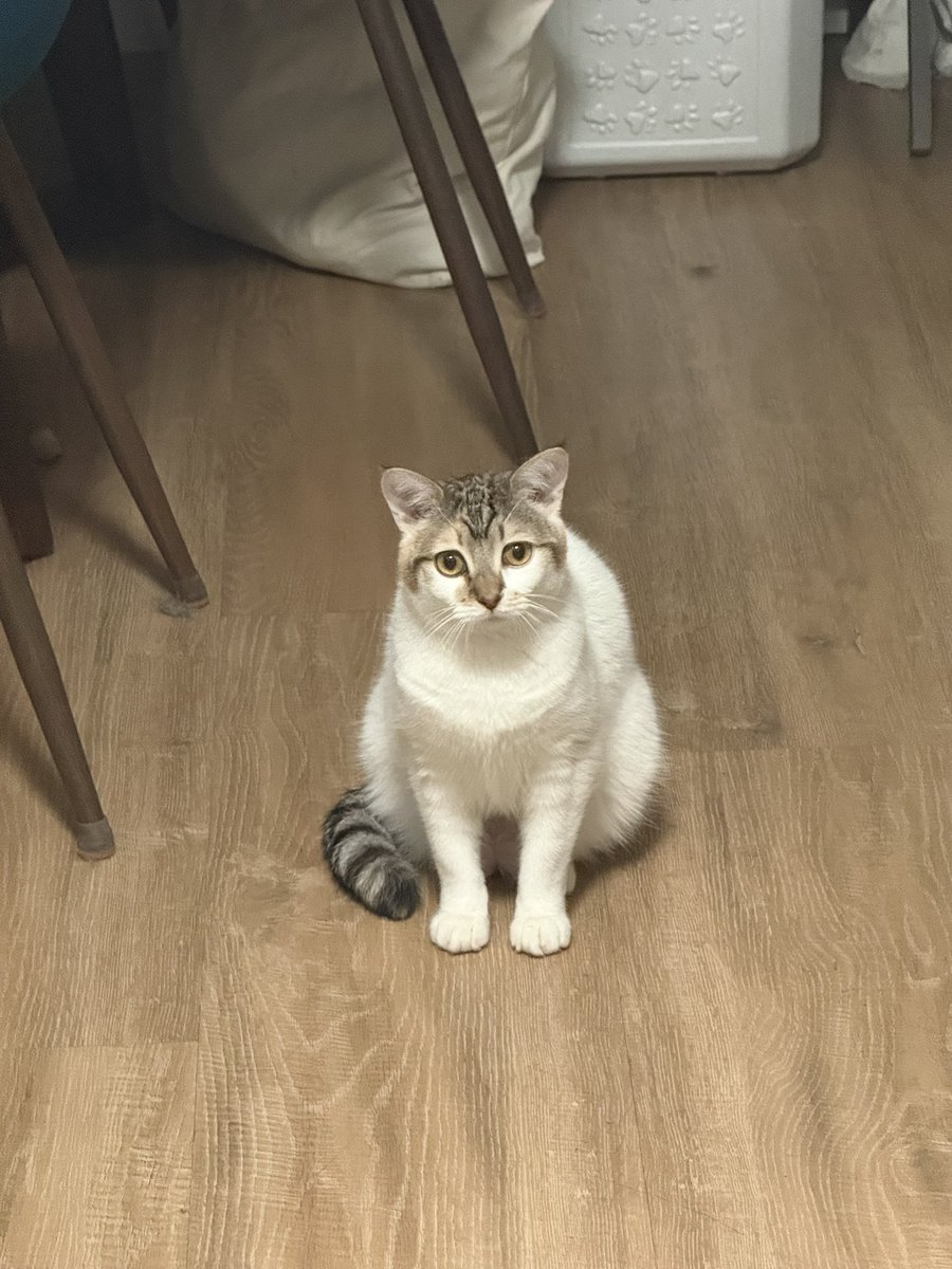 Sarah Fletcher tweet media