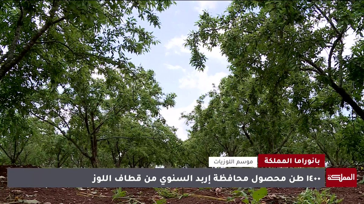 مع دخول فصل الربيع.. يواصل مزارعو اللوز في إربد حصاد محصول مزارعهم الوفير هذا العام ويطالبون بفتح أسواق تصديرية #الأردن 