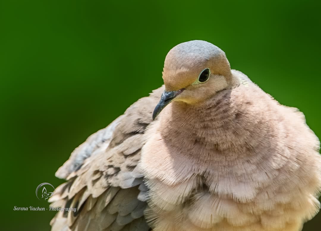 SerenaVachon's tweet image. Mourning dove #birds #dove #birdphotography #BirdsOfX #NaturePhotography #nature
