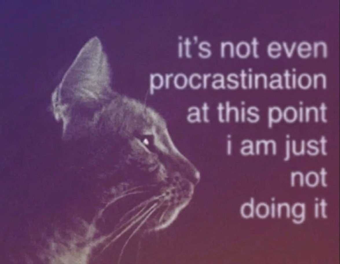 cat memes tweet media