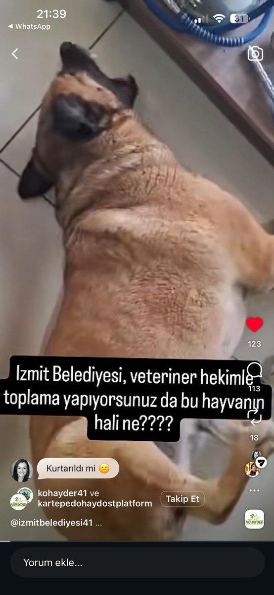 Hayvan Hakları Platformu Türkiye tweet media