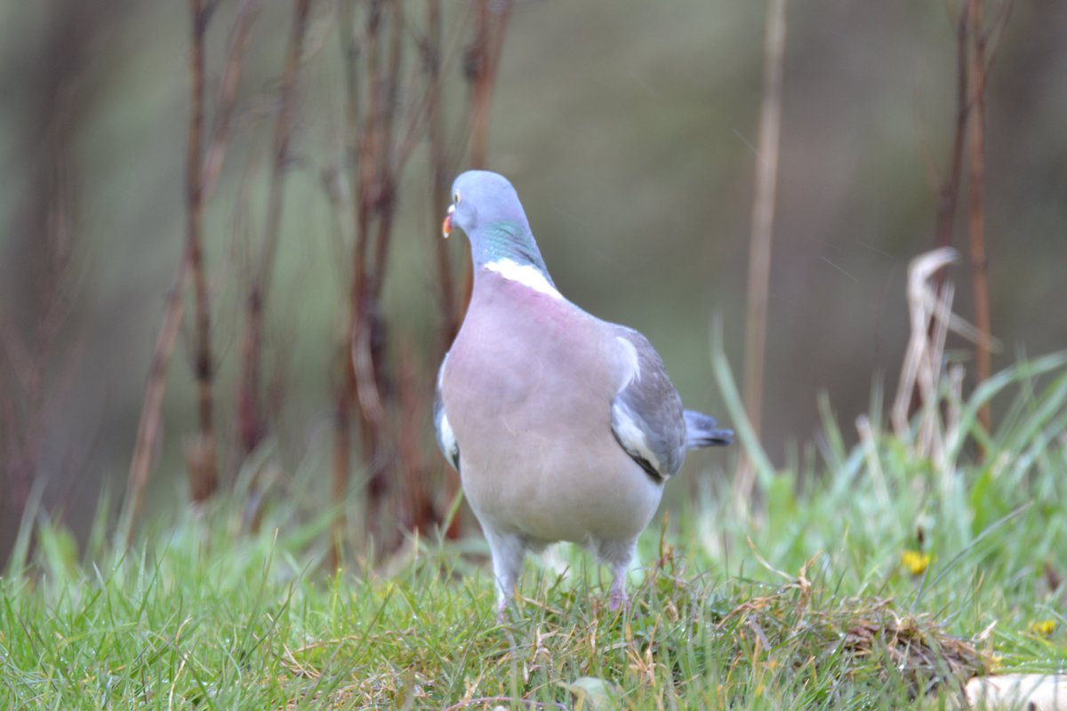 CraigHughesUpholstery tweet media