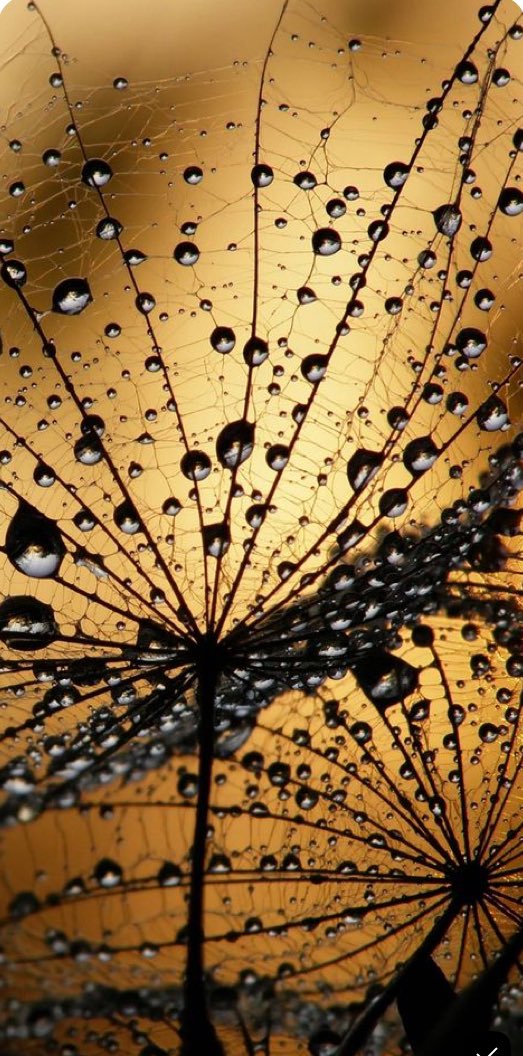 EileenPCarry's tweet image. #Energy does not fade away, it cyclically transforms into matter, but not w/o structure at the ‘singularity’. 
—the #Universe 🪬💭*. 

#NaturePhotography on Pinterest