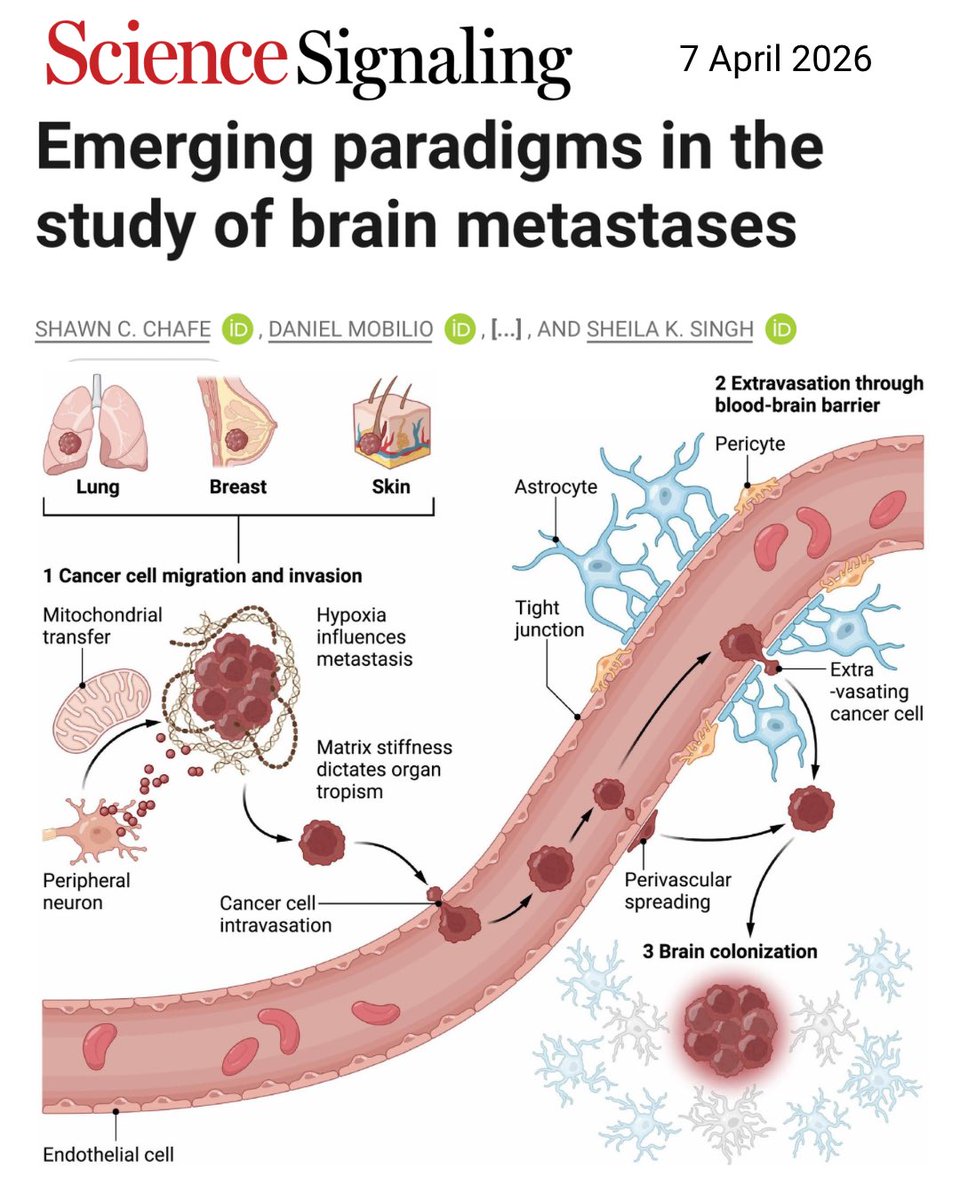 Lung Cancer Europe tweet media
