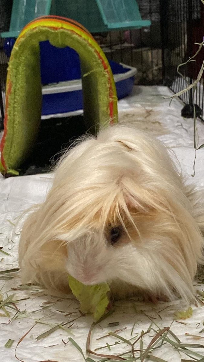 𝙘𝙝𝙚𝙧𝙧𝙮 tweet media