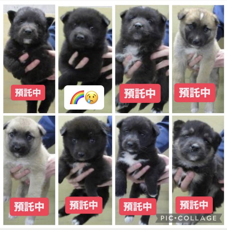 ※一頭は亡くなったそうです…😢