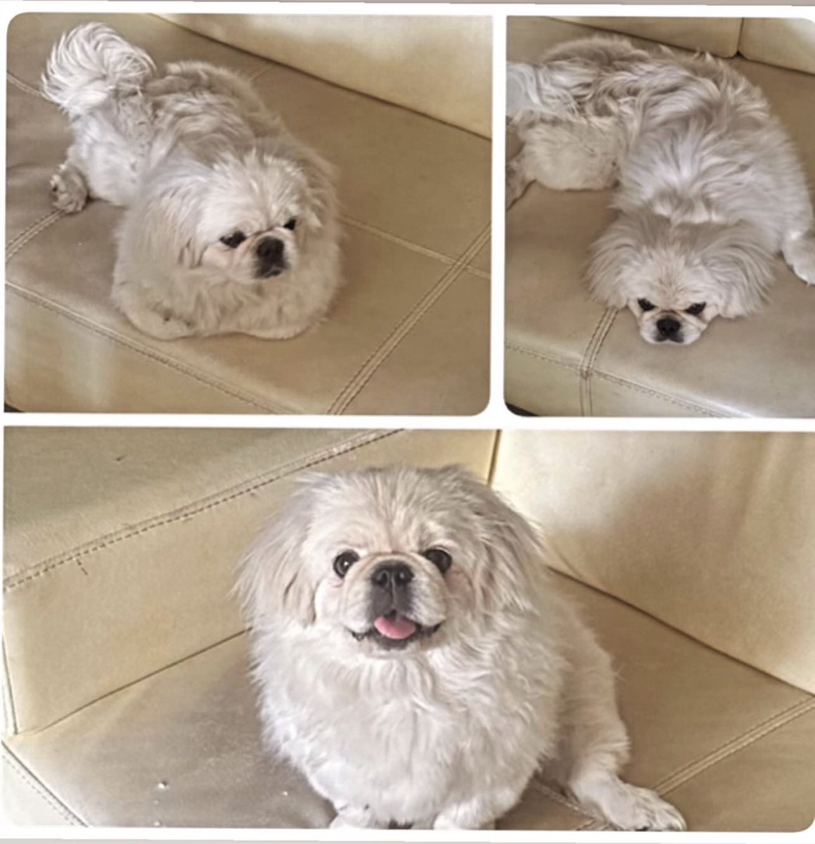 Masum Gözler tweet media