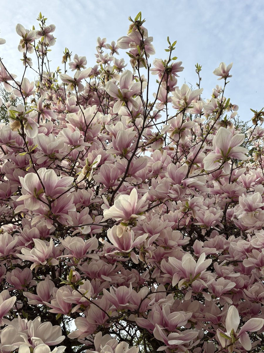 Tulipe tweet media