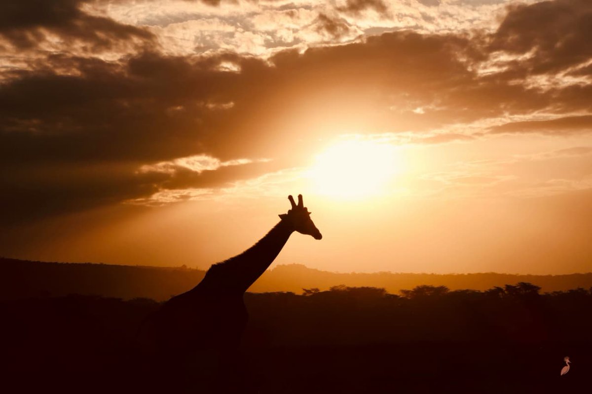 orange head Gecco 🦎 tweet media