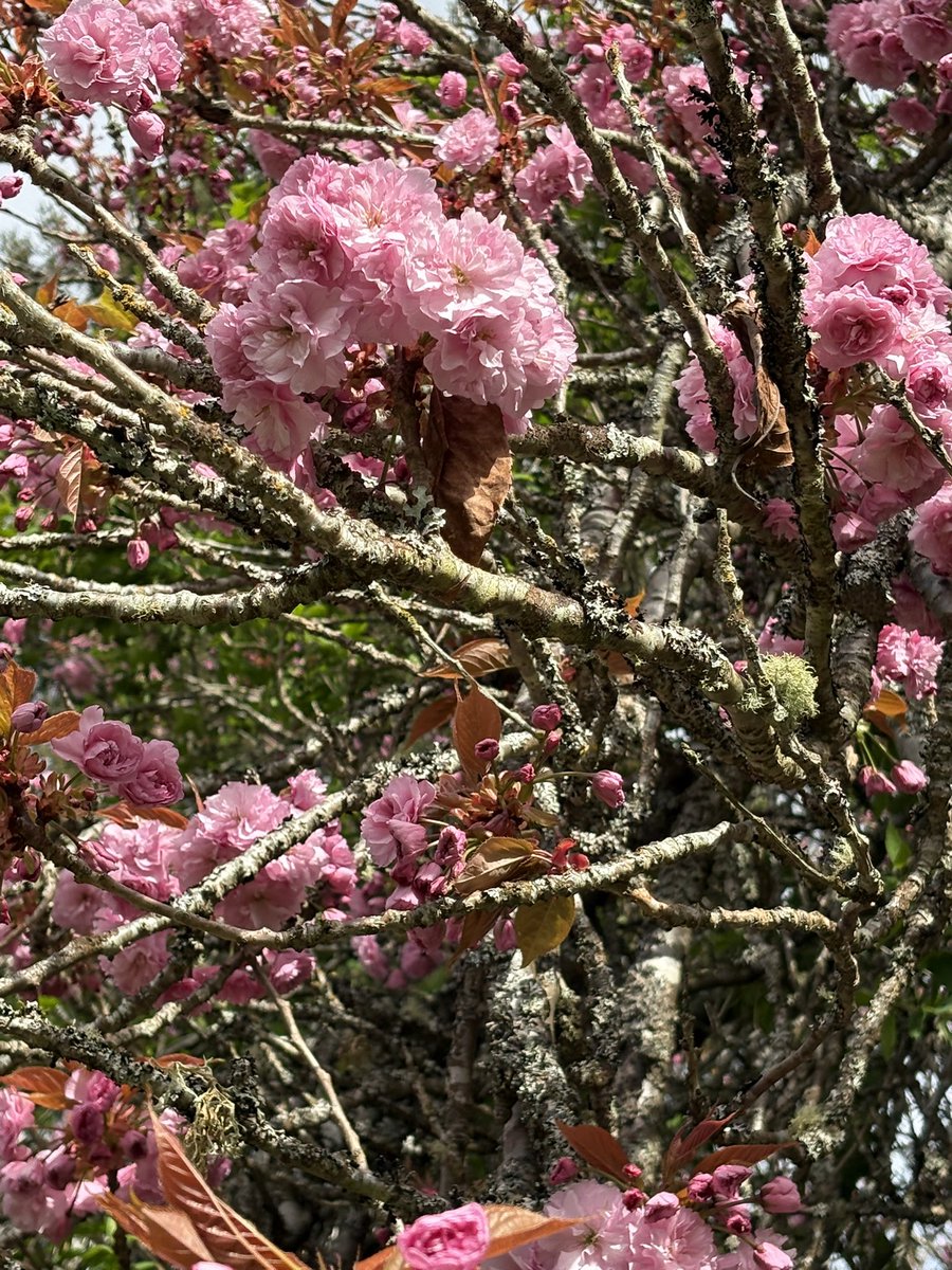 Cherry Blossoms #saltspring