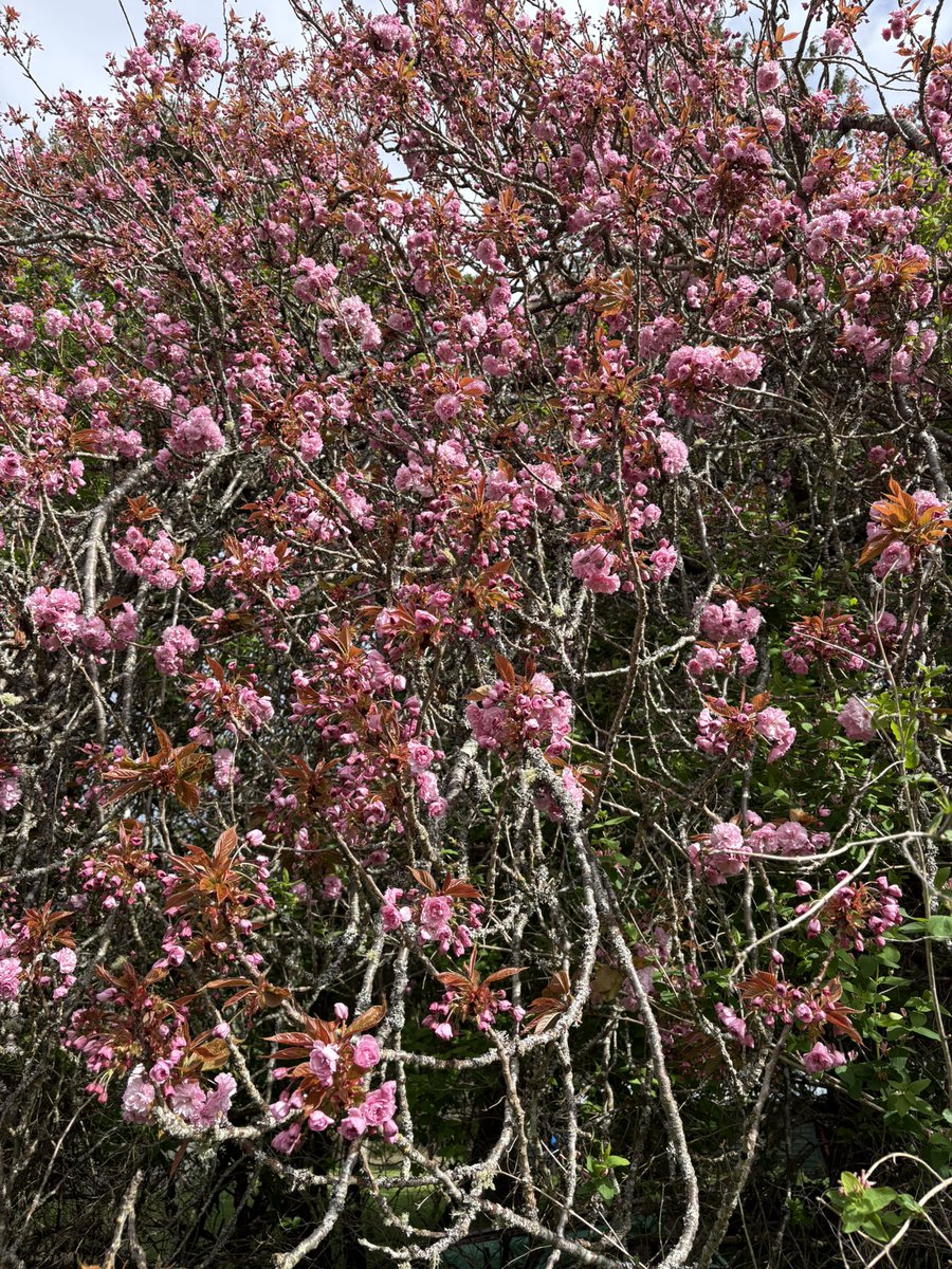 dothome7's tweet photo. Cherry Blossoms #saltspring https://t.co/e3ZRghmGta