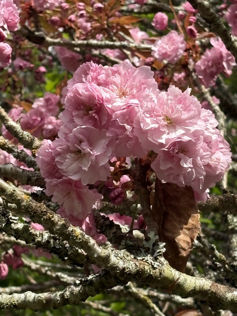 dothome7's tweet photo. Cherry Blossoms #saltspring https://t.co/e3ZRghmGta