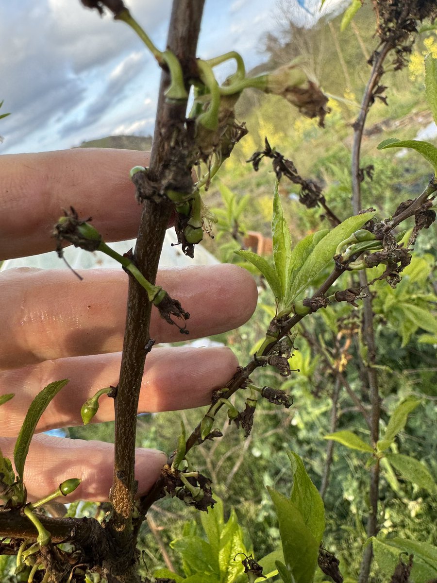 Fatih Çolak tweet media