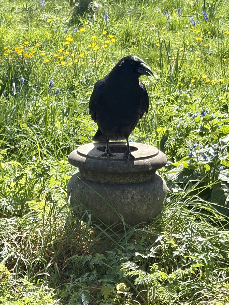 BromptonBunch's tweet image. There’s a bright golden haze on the meadow! #Crows