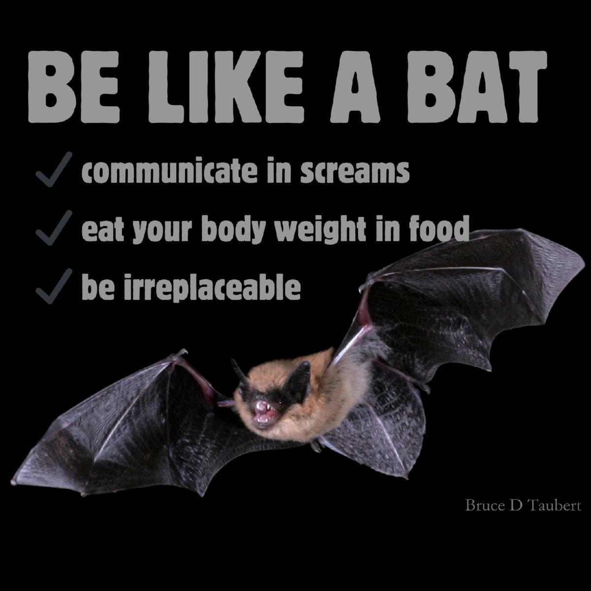 Bat Conservation International tweet media