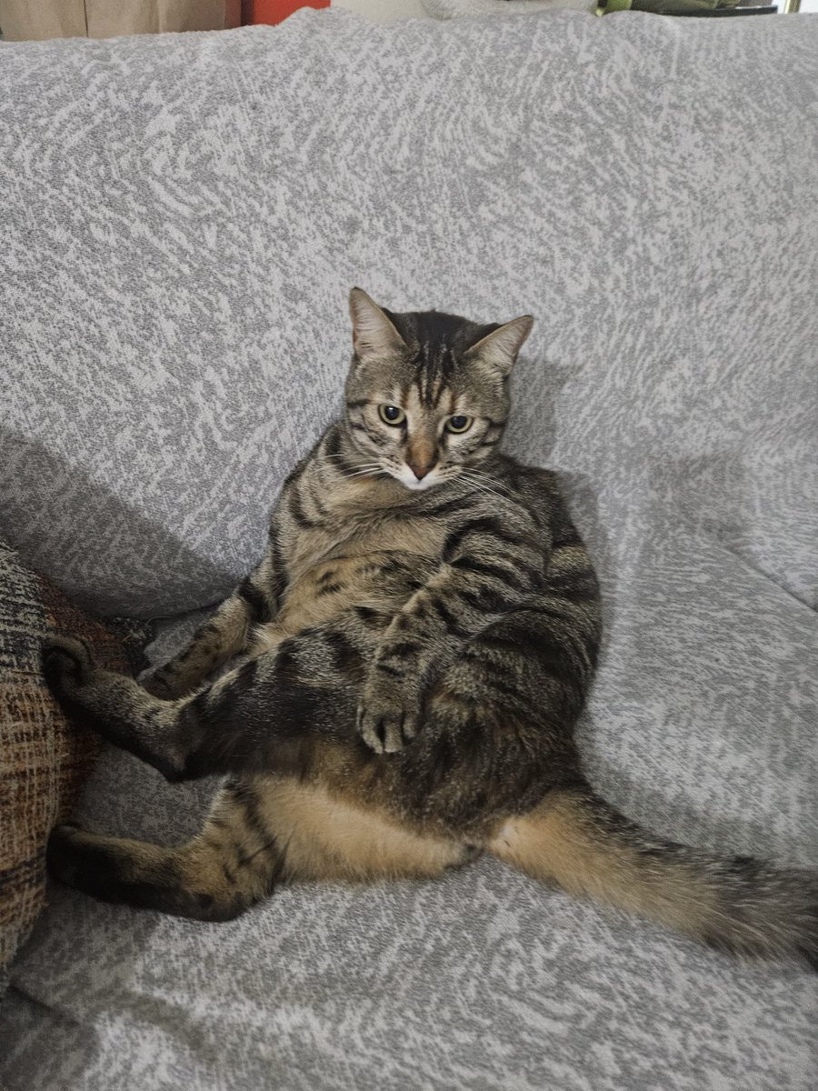 BALLİ BAL tweet media