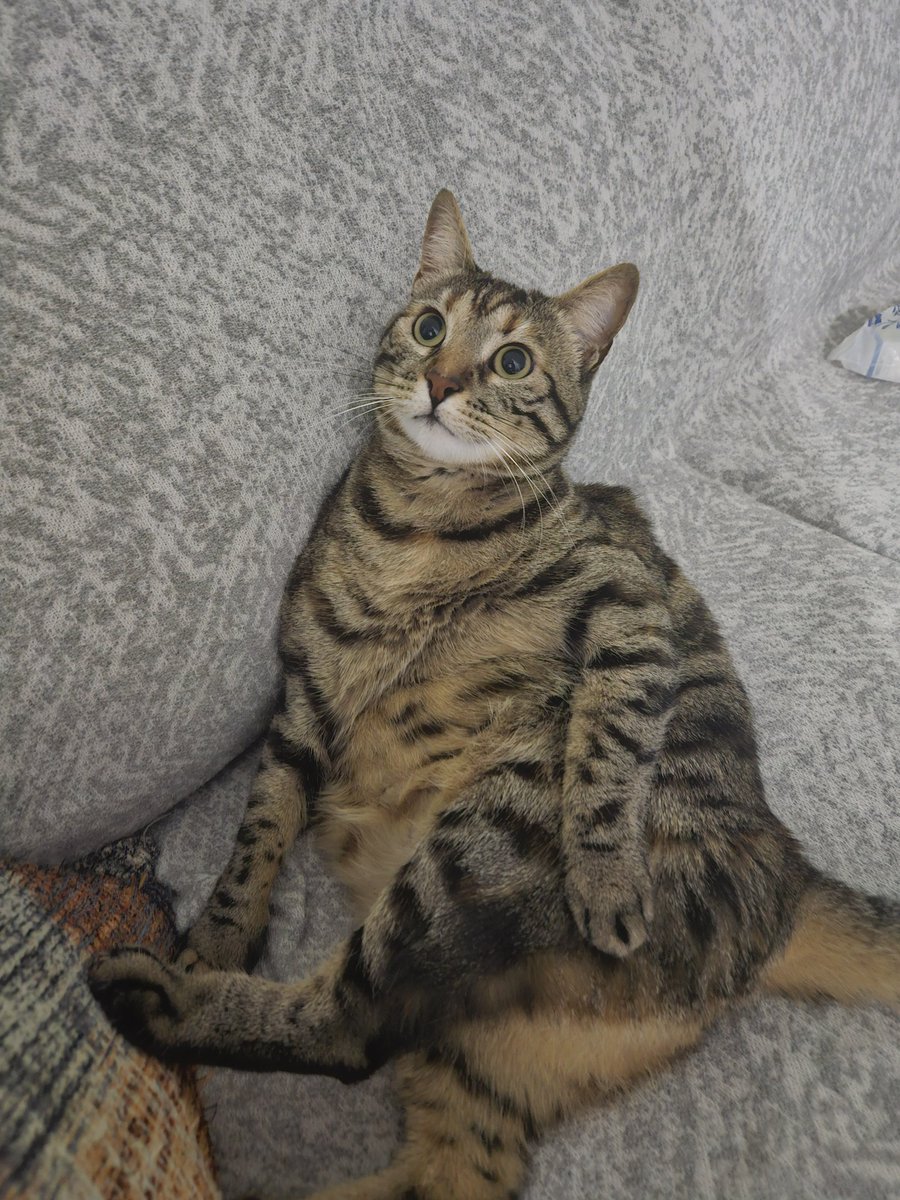 BALLİ BAL tweet media