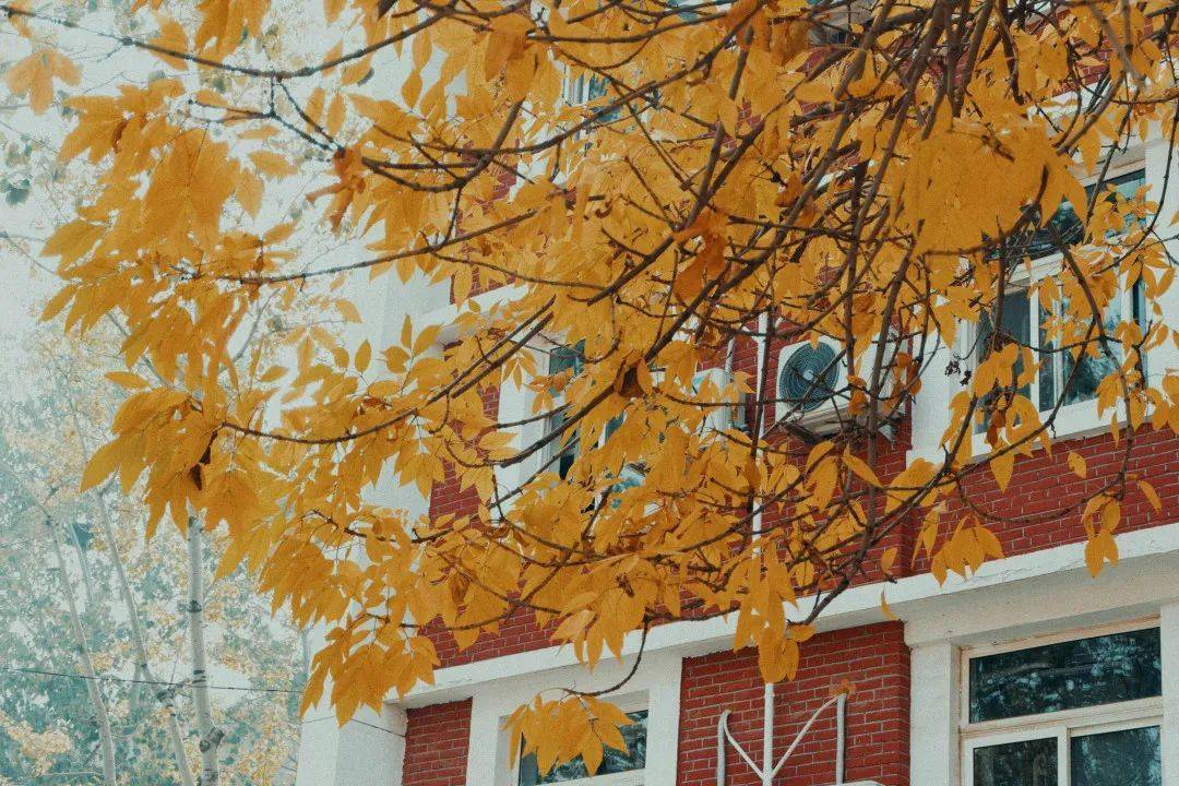 GEMSIS 1976 tweet media