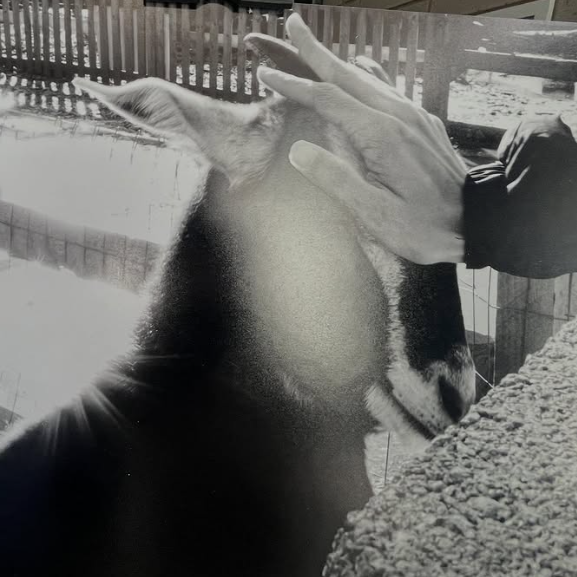 Thaddeus Stevens College of Technology tweet media