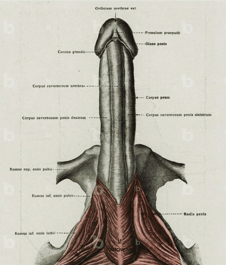 almshf4's tweet image. أطعمة يومية لصحة أفضل: 🍎🍆

١. التمر
