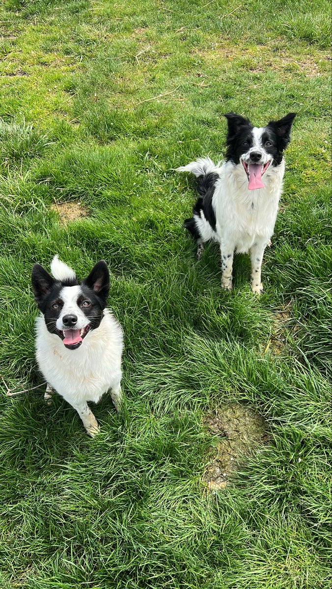 ItZTDubs's tweet photo. .03 seconds after this picture was taken was pure chaos π€£ #bordercollie #miniaussie #farmliving https://t.co/yBXbNOSrHT