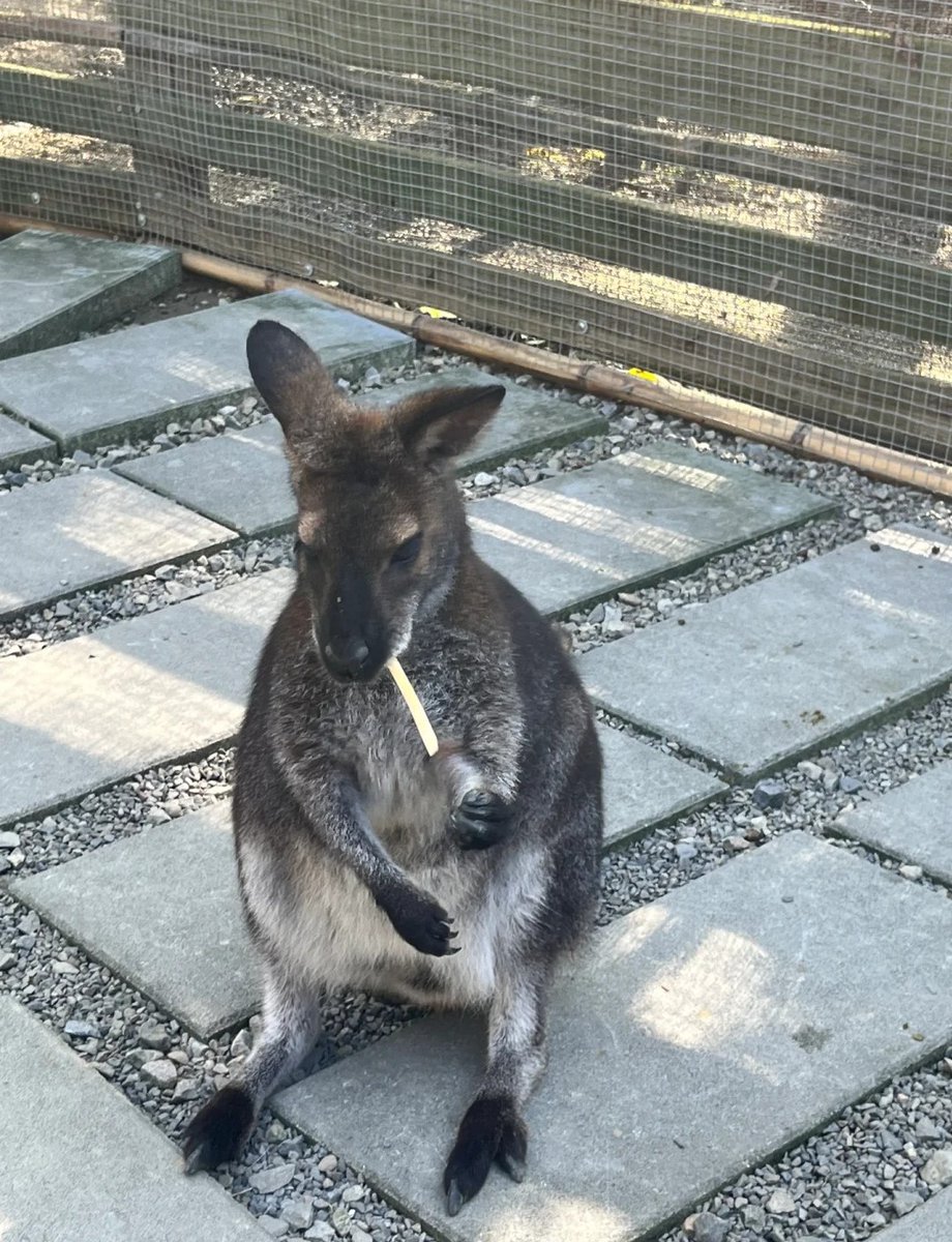 KWarrenasdasd's tweet photo. 今日は動物園に行くんですね〜😊
どんな動物に会えるか楽しみですね！ https://t.co/n4d1umE8d8