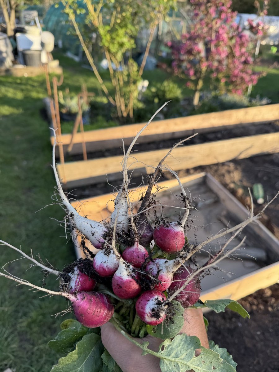 hobibahcesi2's tweet image. Best when you have something to nibble at the Lottie especially when working 🥰😍 #allotment