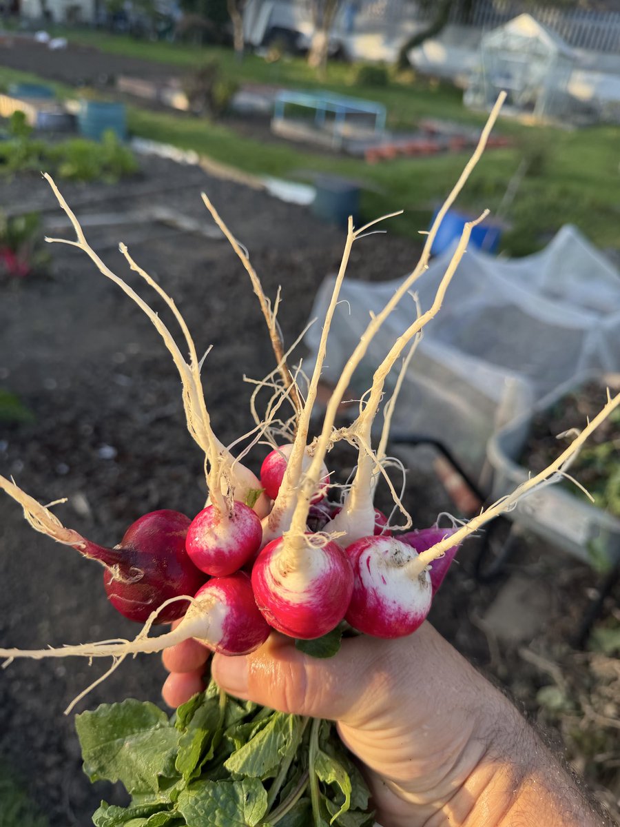 hobibahcesi2's tweet image. Best when you have something to nibble at the Lottie especially when working 🥰😍 #allotment