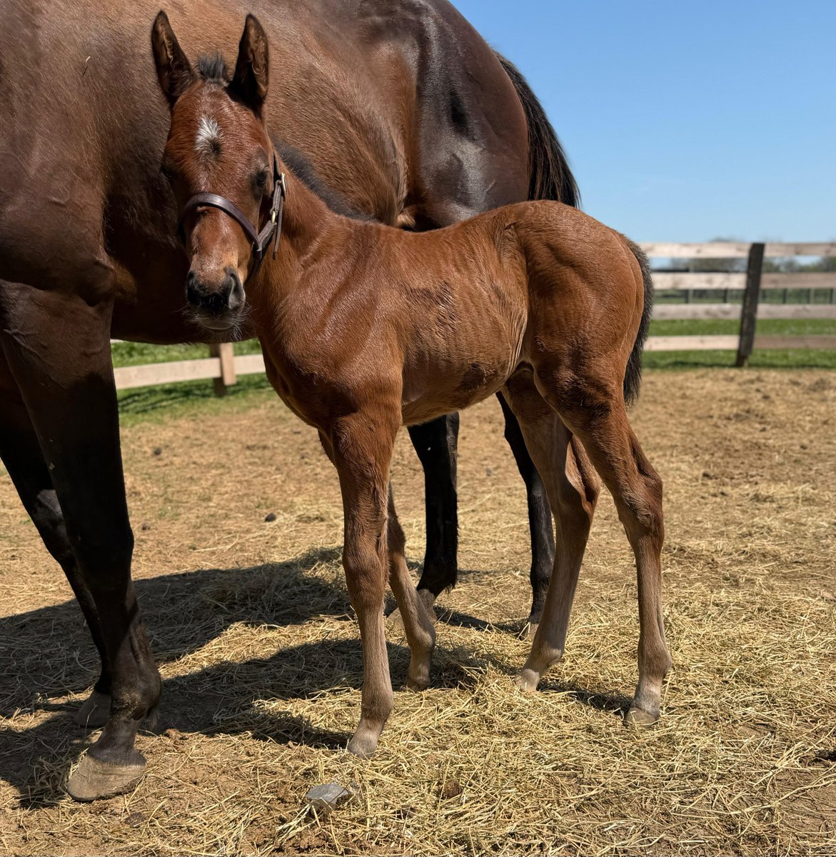 GVG Genetics tweet media